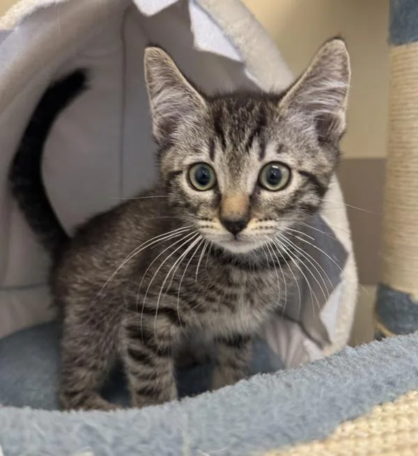 A baby small-sized male Domestic Short Hair cat named Mowgli for adoption in Monterey, CA
