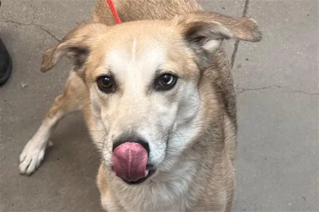 A young medium-sized male Siberian Husky dog named Fanta for adoption in Tucson, AZ