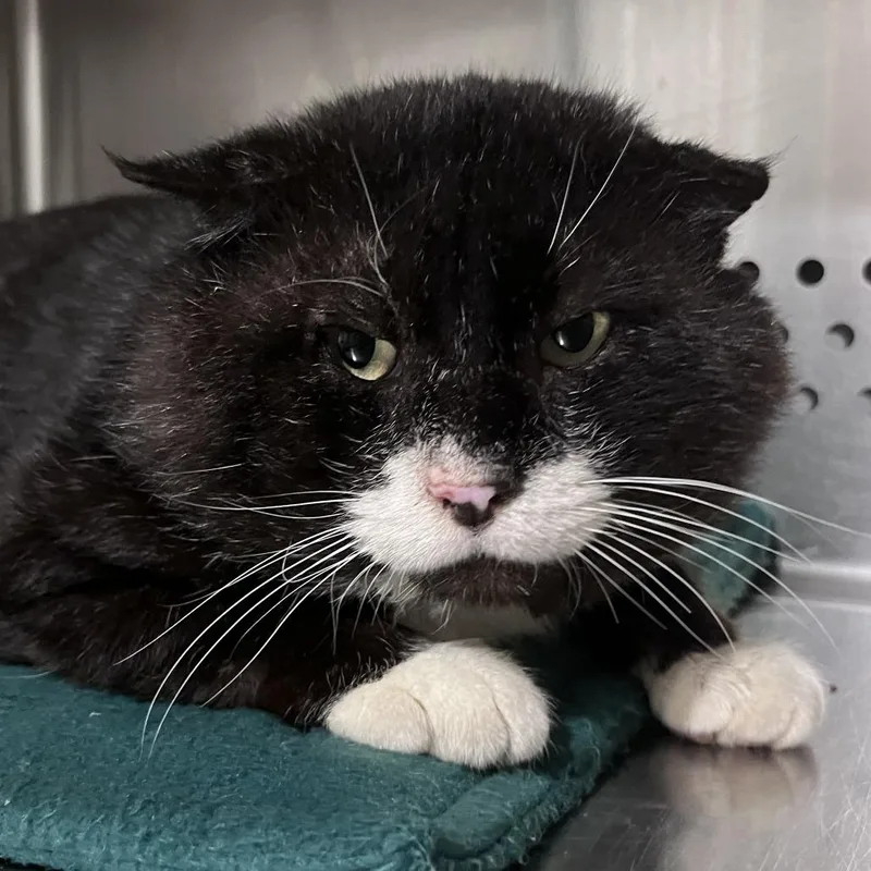 An adult large-sized male Black Domestic Short Hair cat named Pony Boy for adoption in Washburn, MO