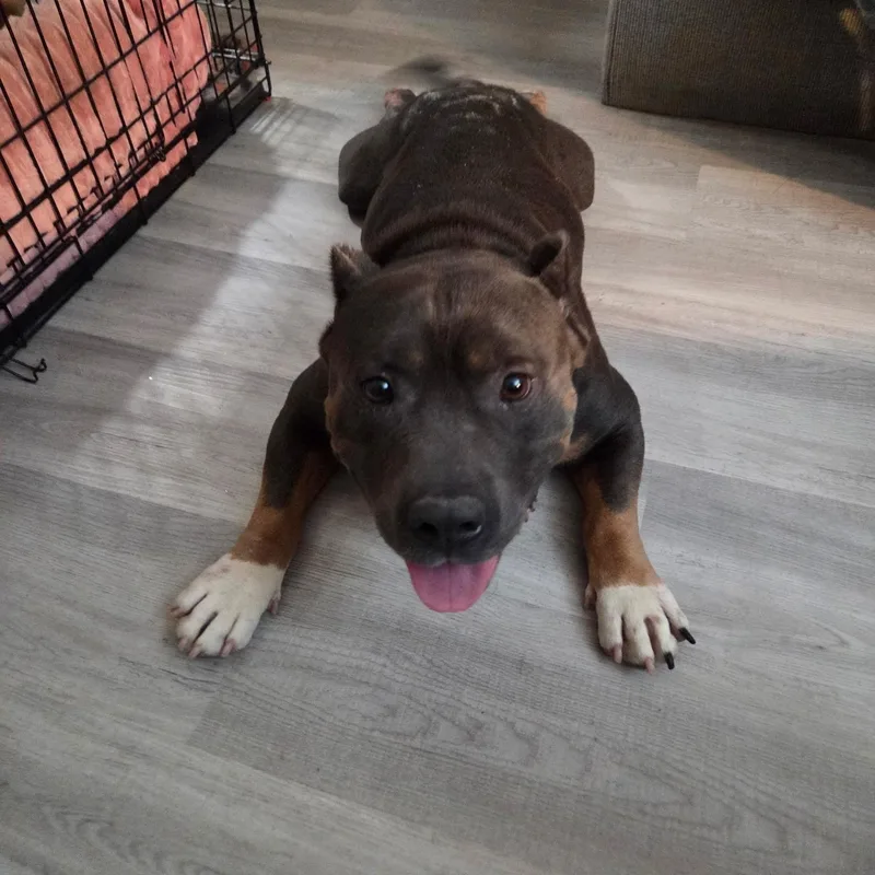 A young medium-sized male Bicolor American Bulldog dog named Get Well for adoption in Brentwood, TN