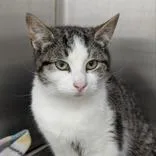 An adult medium-sized male Tabby (Brown / Chocolate) Domestic Short Hair cat named Joe Louis for adoption in Lansing, MI