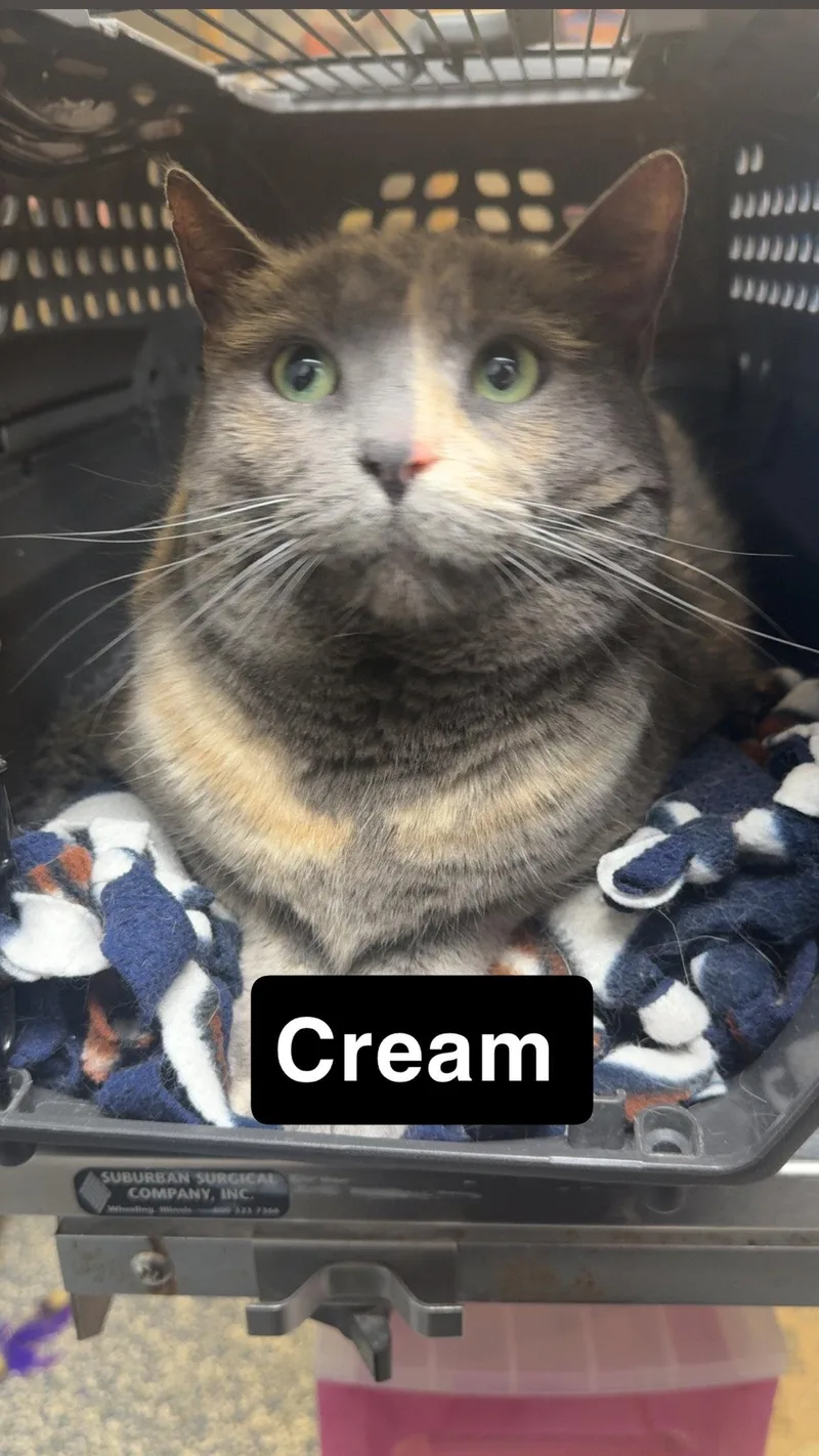 An adult small-sized female Domestic Short Hair cat named Cream for adoption in Coralville, IA