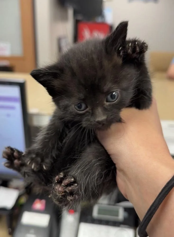 A baby small-sized female Domestic Short Hair cat named Mamba for adoption in Bemidji, MN