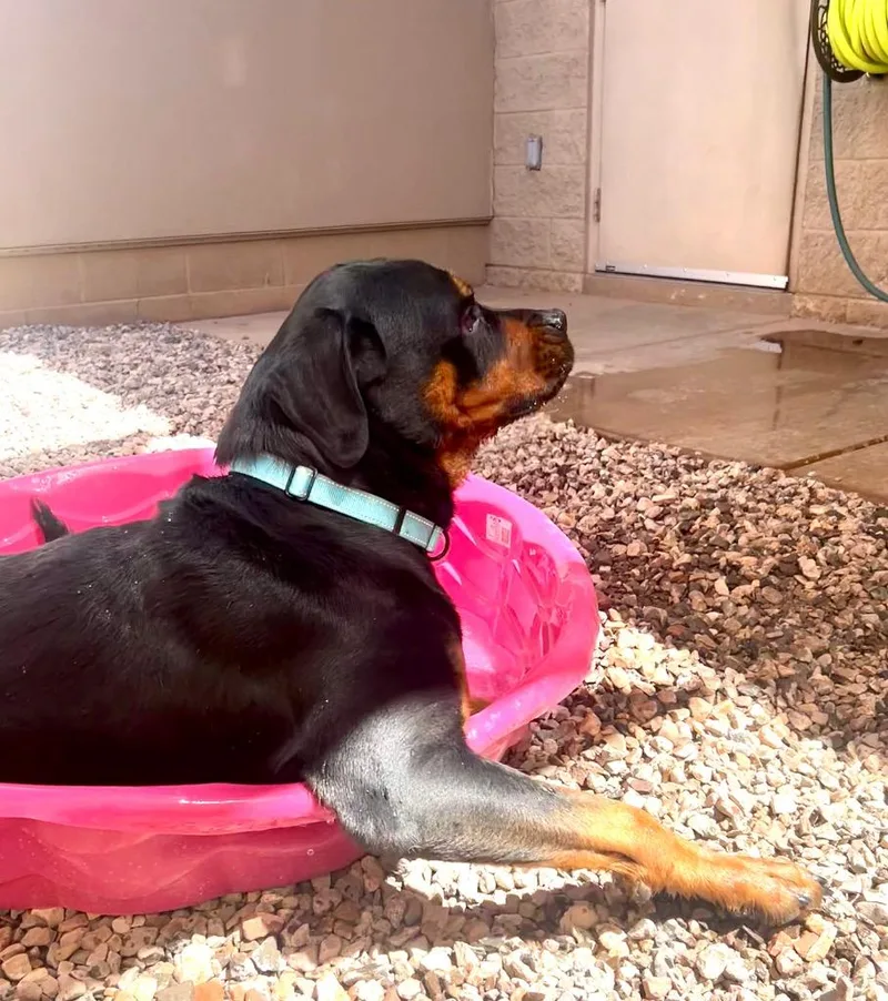 A young medium-sized male Rottweiler dog named Hulk for adoption in Cottonwood, AZ