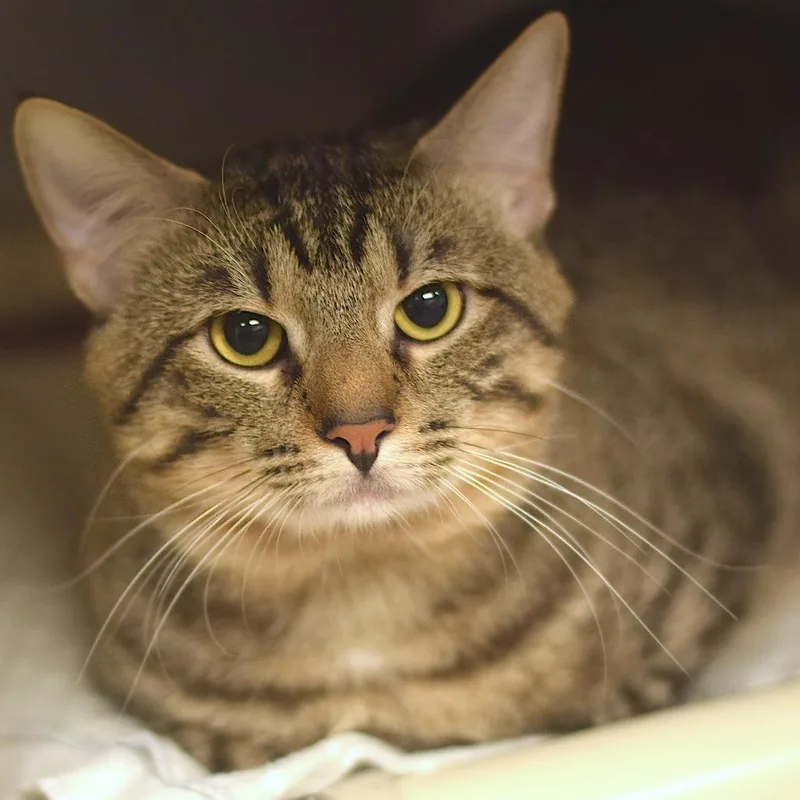 An adult large-sized male Brown / Chocolate Domestic Short Hair cat named Zucchini for adoption in Belleville, IL