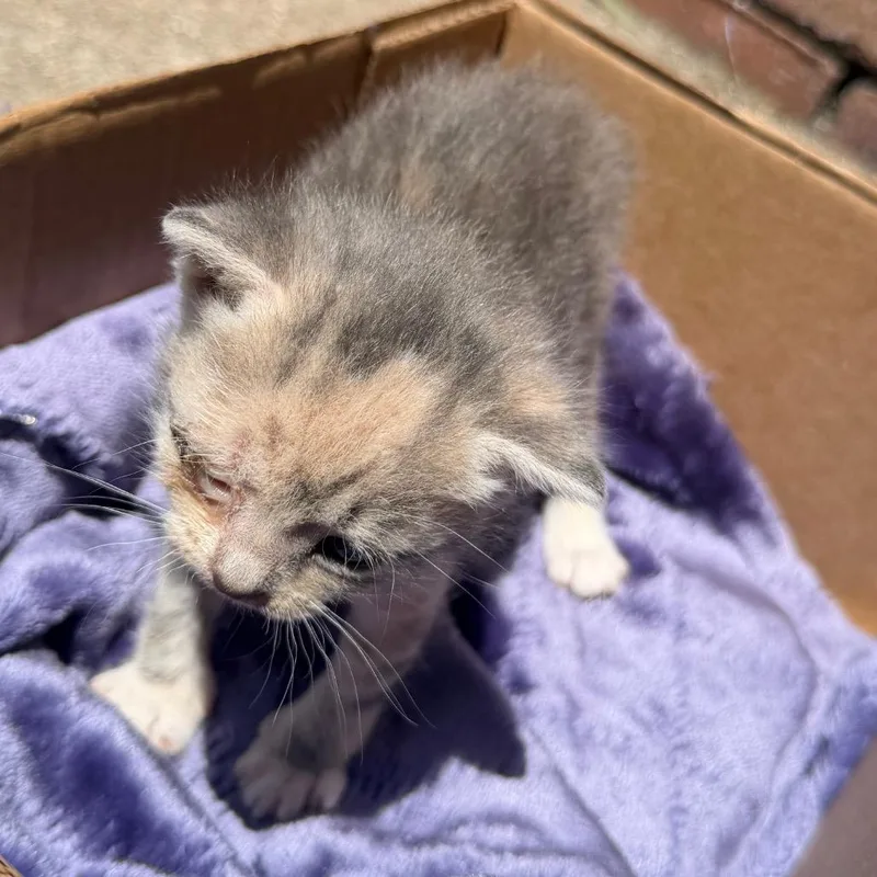 A baby small-sized female Tortoiseshell Domestic Short Hair cat named PlayDoh for adoption in Columbus, GA
