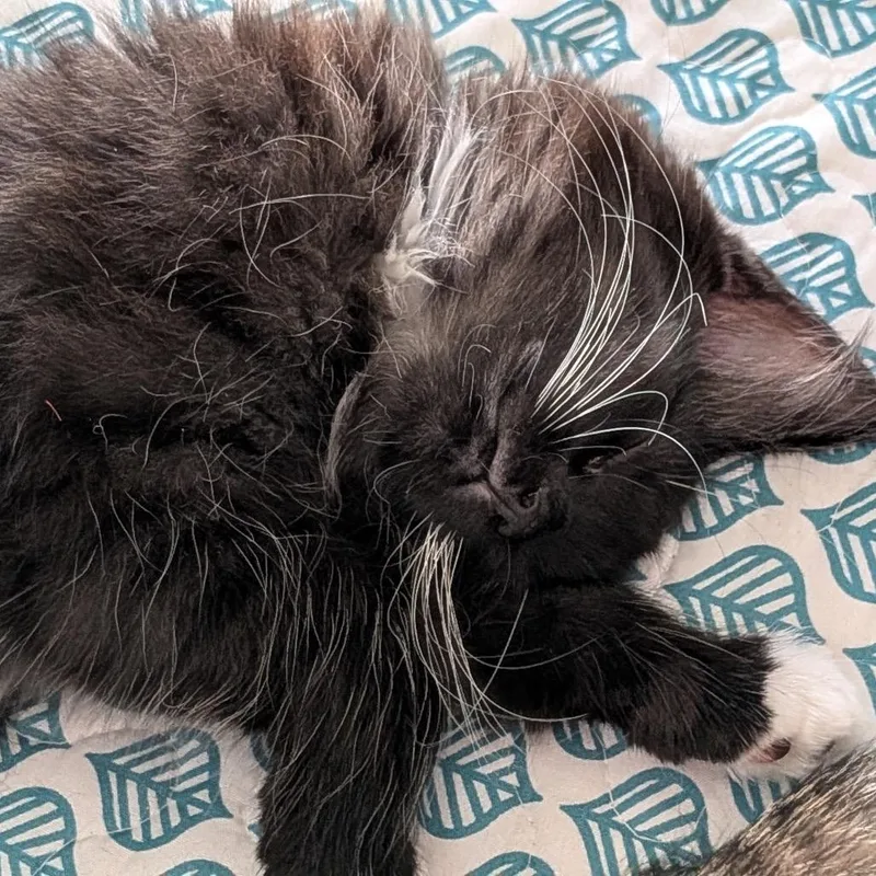 A baby small-sized female Black Domestic Medium Hair cat named Dr. Claw Chino for adoption in Chino Hills, CA