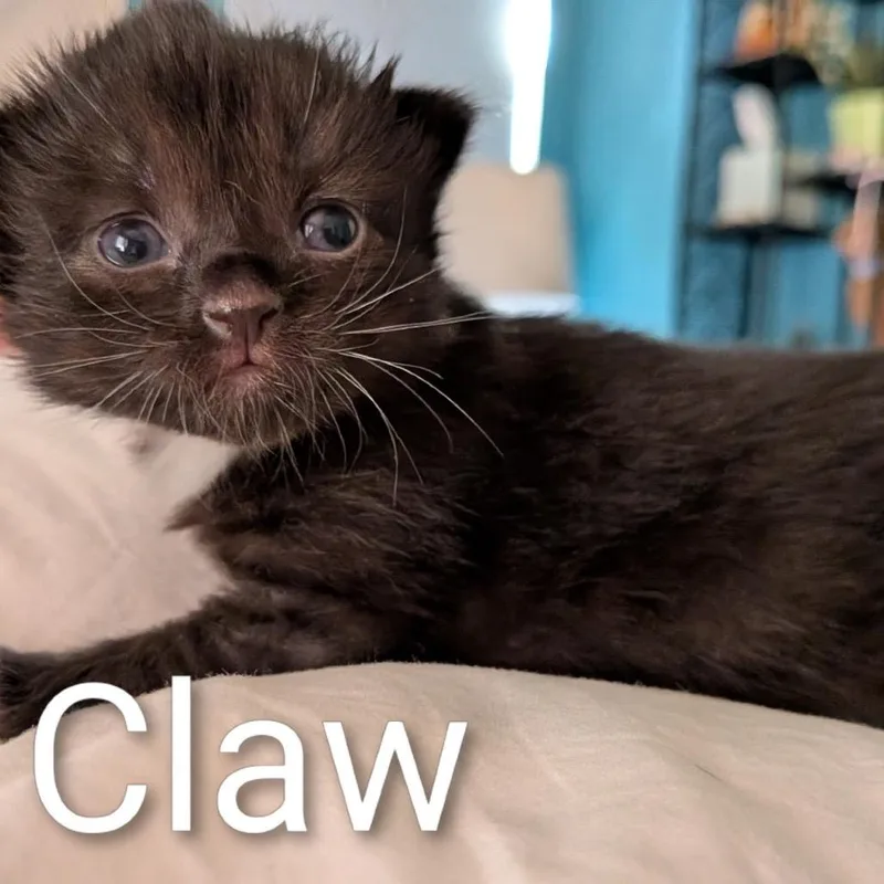 Dr. Claw  Chino thumbnail 3
