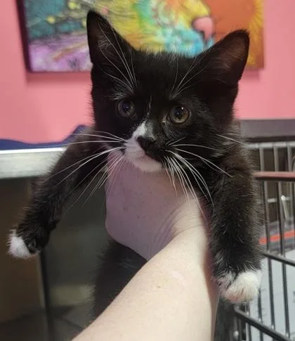 A baby small-sized male Domestic Short Hair cat named Celcius for adoption in West Chester, PA