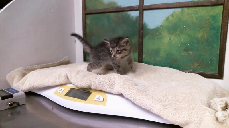 A baby small-sized female Domestic Short Hair cat named Tipsy for adoption in Houston, TX