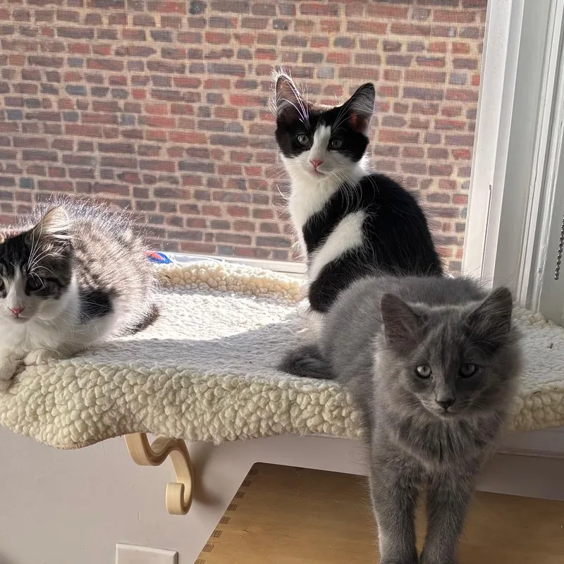 A baby small-sized male Domestic Medium Hair cat named GEORGE & MAXINE  for adoption in New York, NY