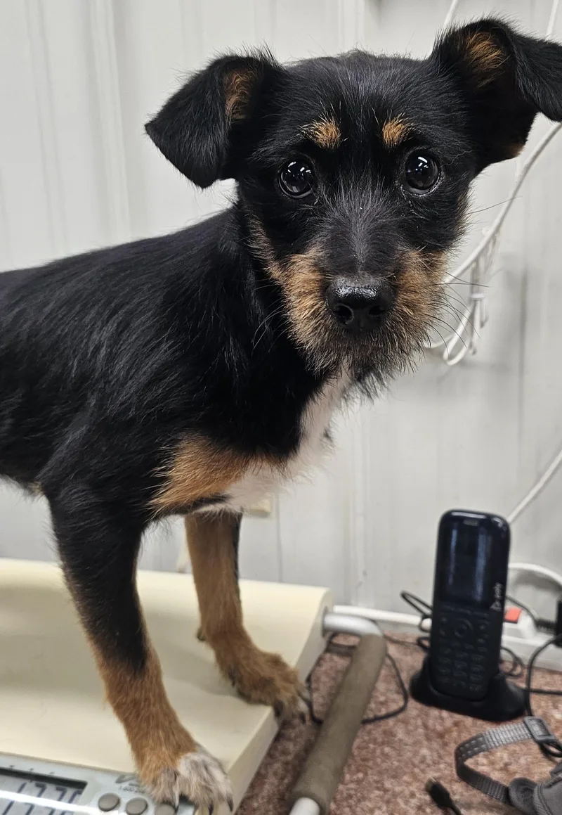 A baby small-sized male Black Patterdale Terrier / Fell Terrier dog named Remy for adoption in Columbia, MO