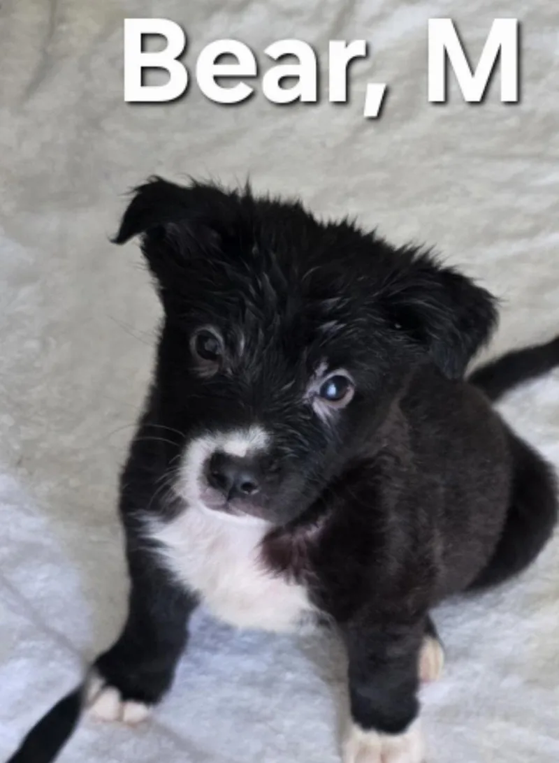 A baby medium-sized male Black Mixed Breed dog named Bear for adoption in Parma, OH