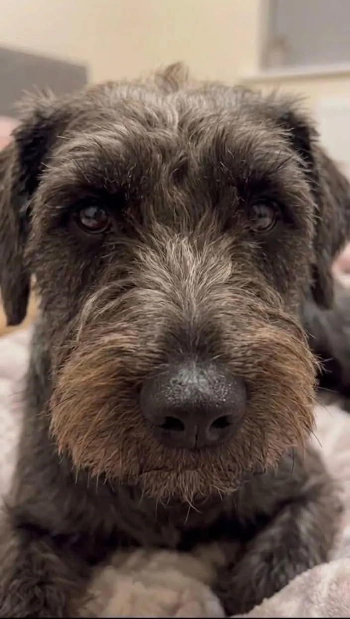 A young small-sized male Terrier dog named Gumbo for adoption in Cumming, GA