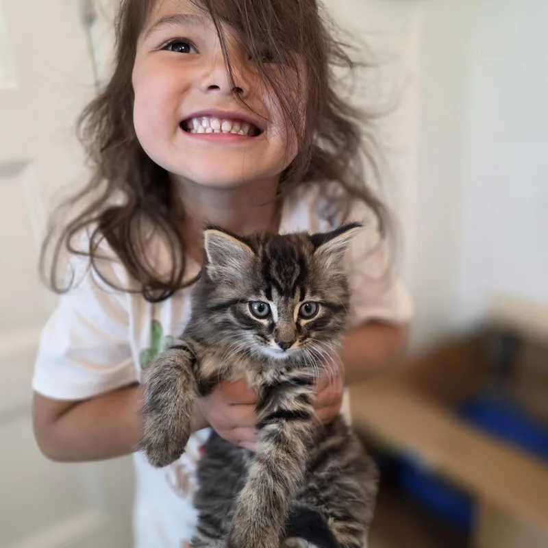 A baby medium-sized male Tabby (Brown / Chocolate) Domestic Long Hair cat named Max for adoption in Wyandotte, MI