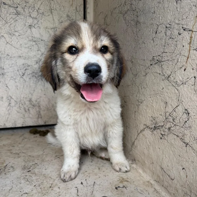 A baby small-sized male White / Cream Anatolian Shepherd dog named Rowdy for adoption in Bastrop, TX