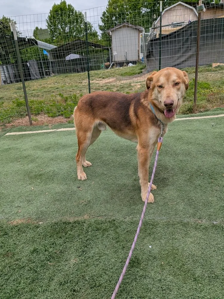 A young large-sized male Husky dog named Tanner for adoption in Statesville, NC