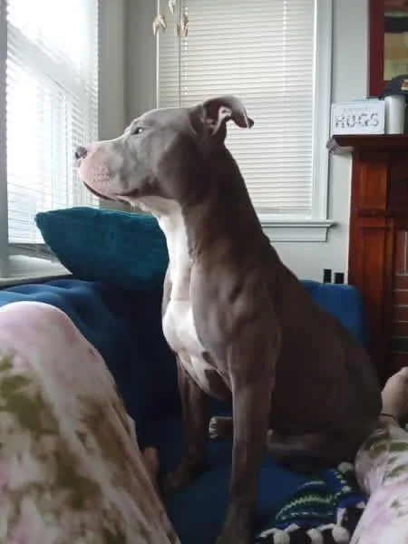 A young large-sized female Gray / Blue / Silver Pit Bull Terrier dog named Desi for adoption in Westminster, MD