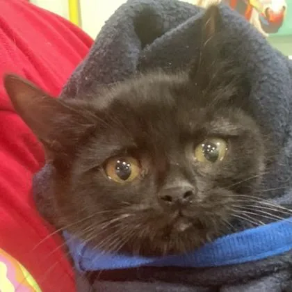 A baby small-sized female Domestic Short Hair cat named Moe for adoption in Cincinnati, OH