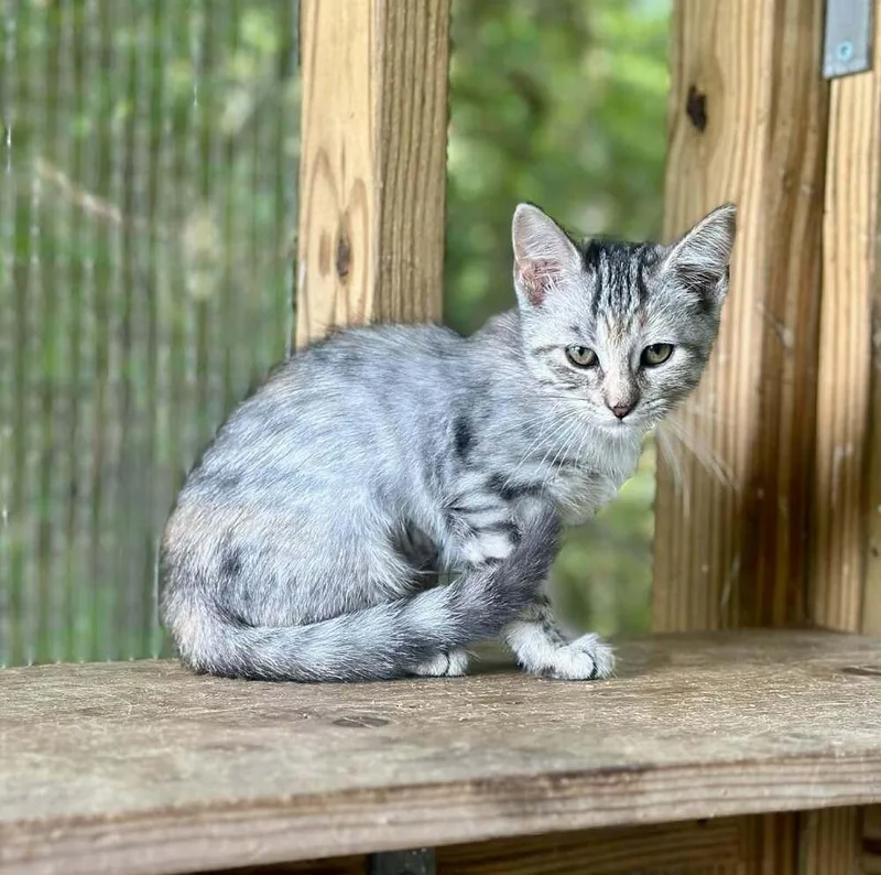 A baby small-sized female Domestic Short Hair cat named Berenice for adoption in Groveland, MA