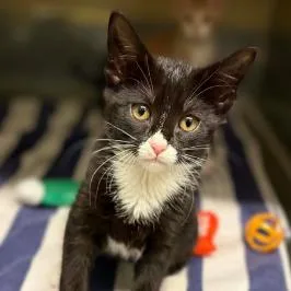 A baby small-sized female Black Domestic Short Hair cat named Egg for adoption in Concord, NC