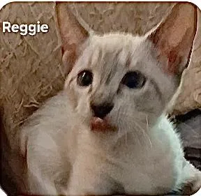 Ollie and Reggie BONDED thumbnail 2
