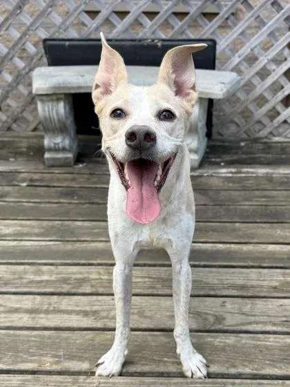 An adult medium-sized female White / Cream Mixed Breed dog named Luna for adoption in Georgetown, TX