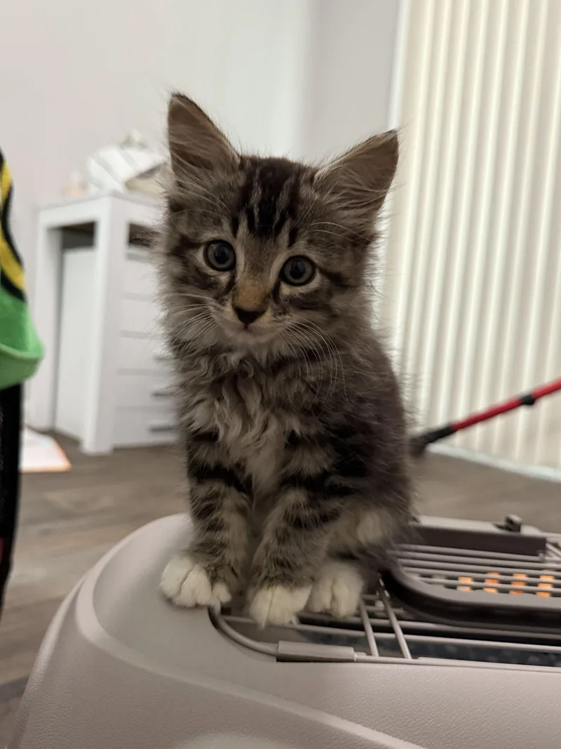 A baby medium-sized male Tabby cat named Zee for adoption in Orlando, FL