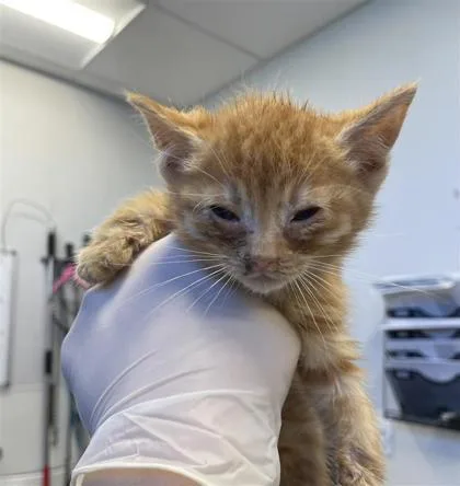 A baby small-sized male Domestic Short Hair cat named Bobby for adoption in West Chester, PA