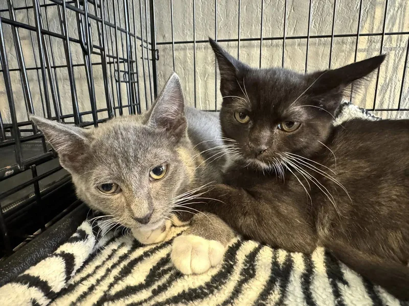 Courierand Arial thumbnail 2