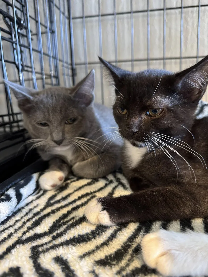 Courierand Arial thumbnail 3