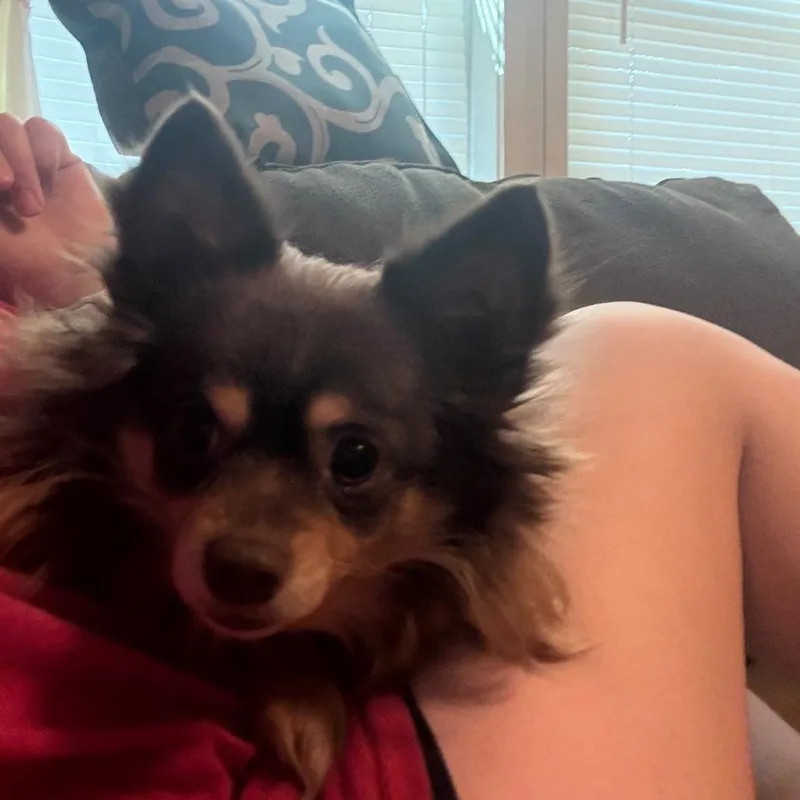 An adult small-sized female Brown / Chocolate Chihuahua dog named Coco for adoption in Fredericksburg, TX