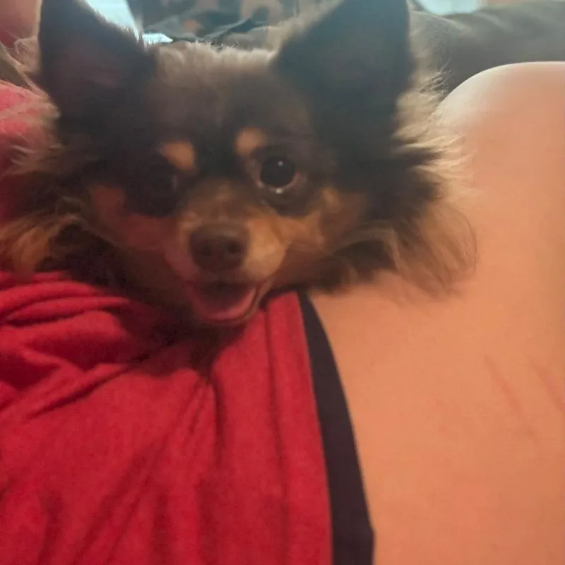 Coco thumbnail 3