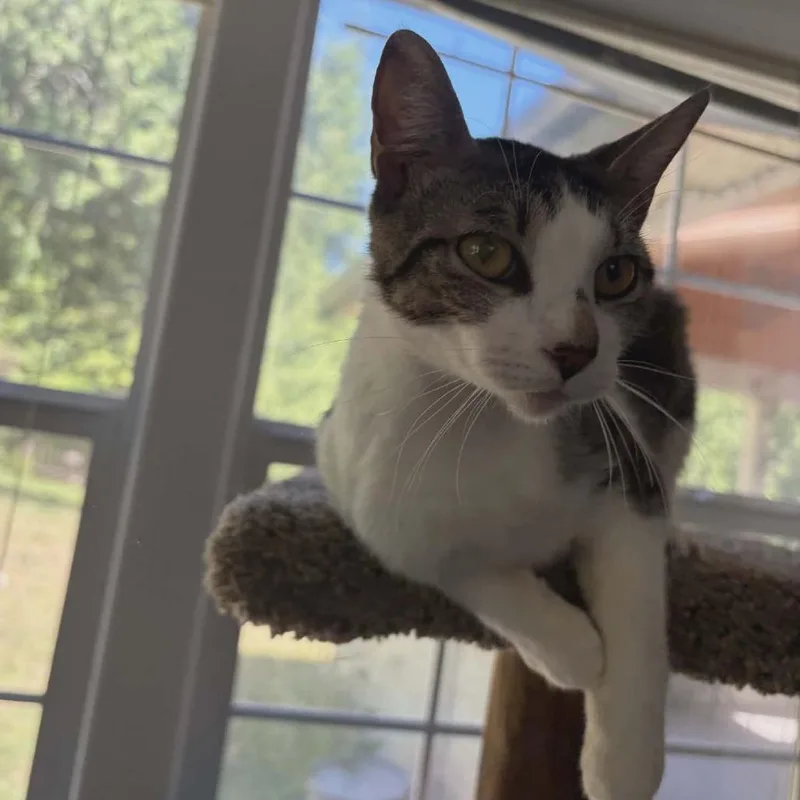 An adult medium-sized female Domestic Short Hair cat named Perdita for adoption in Allyn, WA
