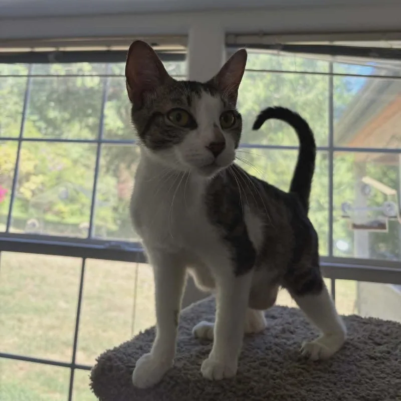 Perdita thumbnail 2