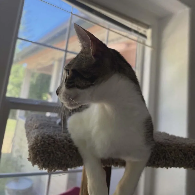 Perdita thumbnail 3