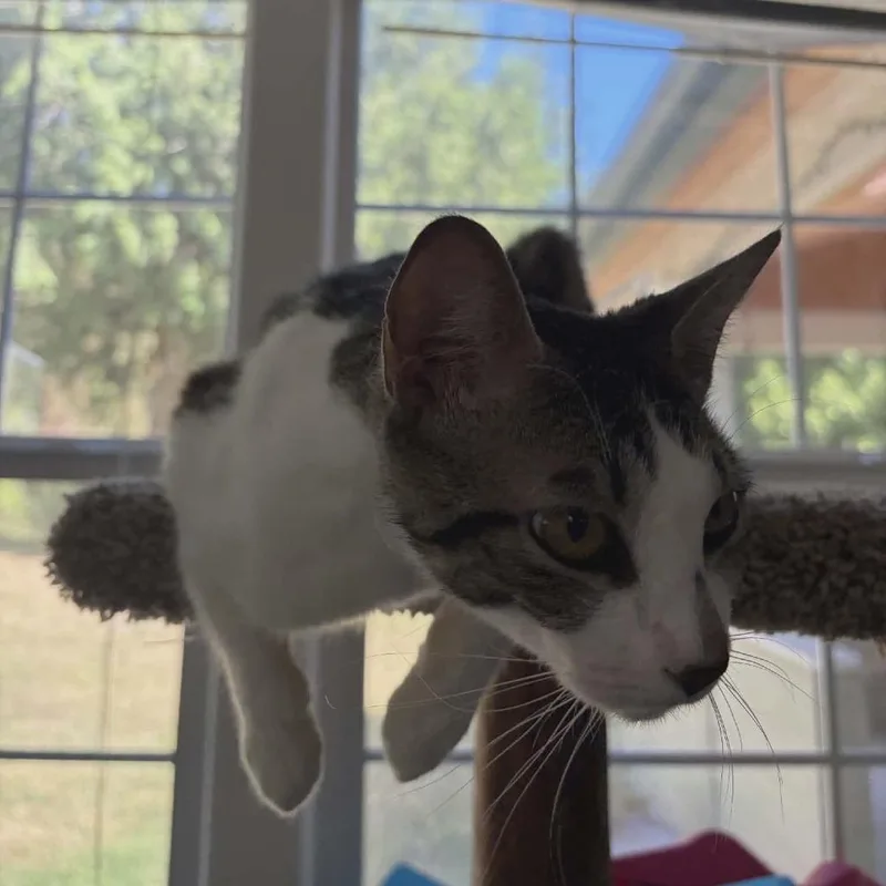 Perdita thumbnail 4
