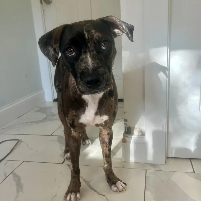 A young medium-sized female Catahoula Leopard Dog dog named Bullet for adoption in Festus, MO