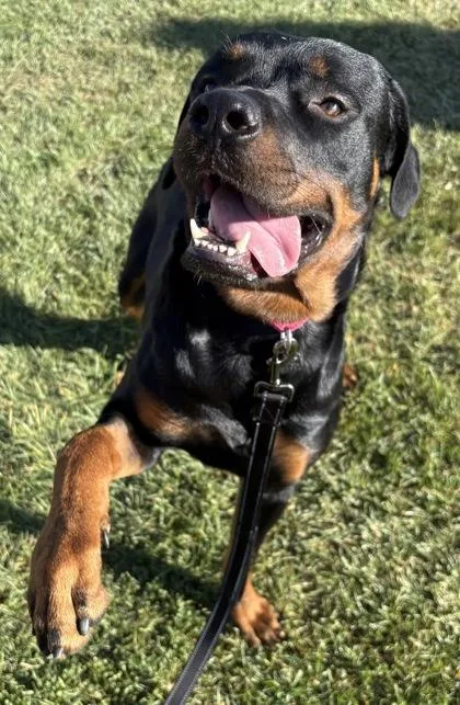 An adult large-sized male Rottweiler dog named Thor for adoption in Phoenix, AZ