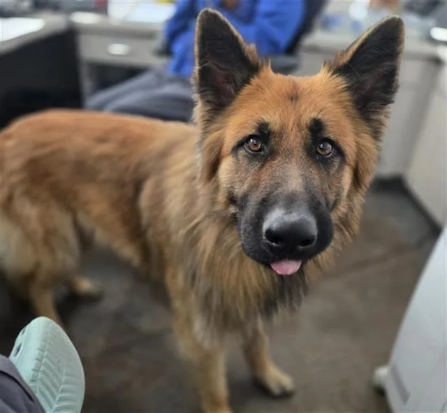 An adult extra large-sized male Mixed Breed dog named Hex for adoption in Dallas, TX