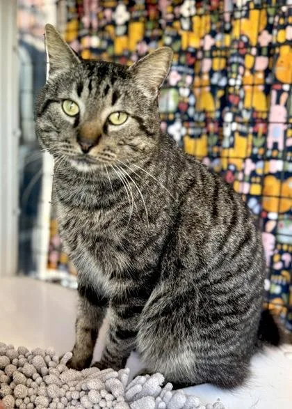 Tallulah thumbnail 2