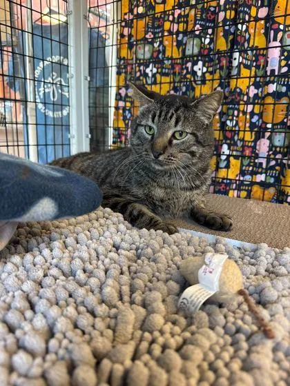 Tallulah thumbnail 3