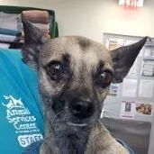 A senior small-sized female Yellow / Tan / Blond / Fawn Mixed Breed dog named Princess for adoption in Las Cruces, NM