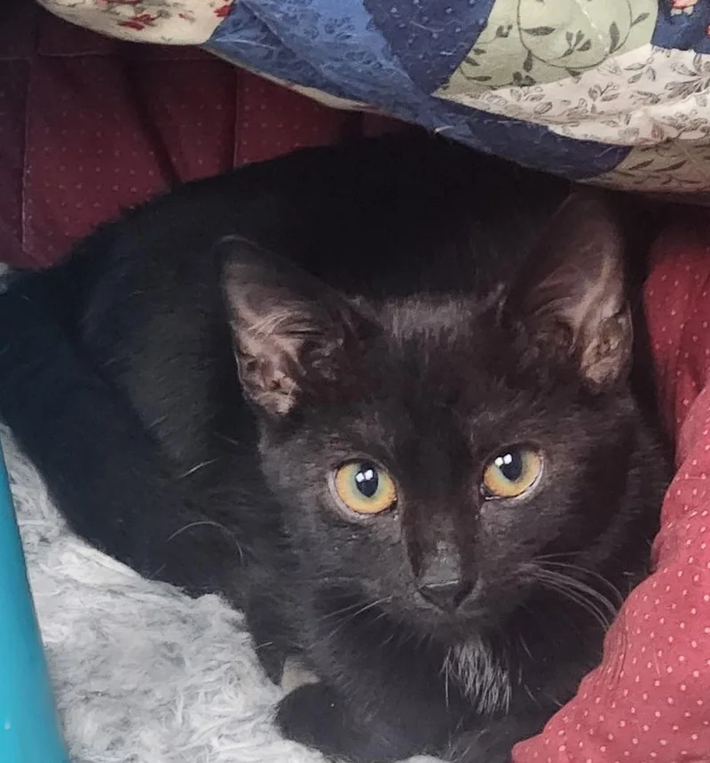 A young medium-sized female Domestic Short Hair cat named Wednesday for adoption in Lexington, TN