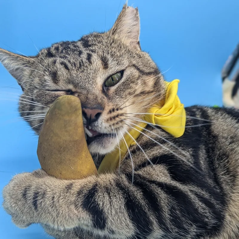 Marlon Brando thumbnail 4