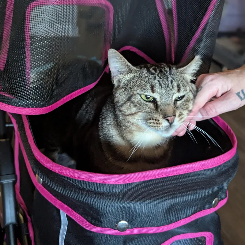 Marlon Brando thumbnail 5