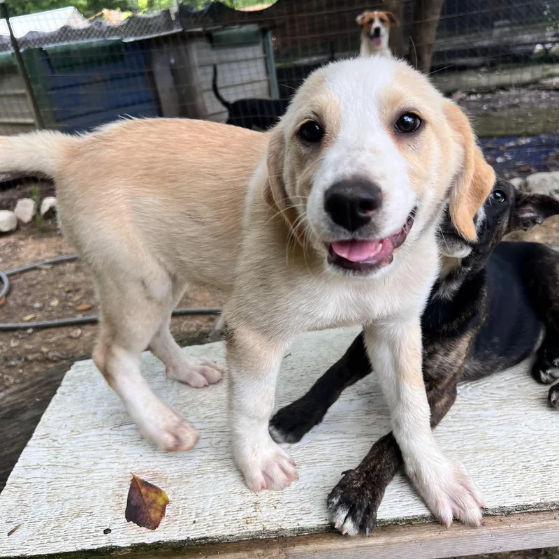 A baby large-sized female White / Cream Great Pyrenees dog named Almond Armstrong for adoption in Andover, MA