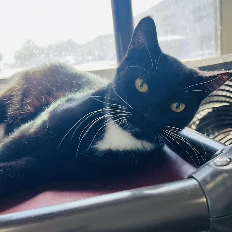A young medium-sized male Black & White / Tuxedo Tuxedo cat named Charlie for adoption in Orange, CA