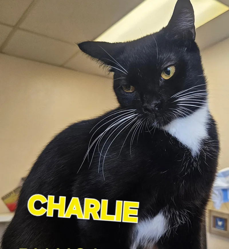 Charlie thumbnail 2