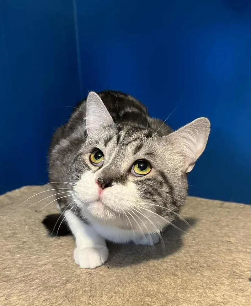 An adult medium-sized male Gray / Blue / Silver Domestic Short Hair cat named Baymaxhewitt for adoption in Muskegon, MI